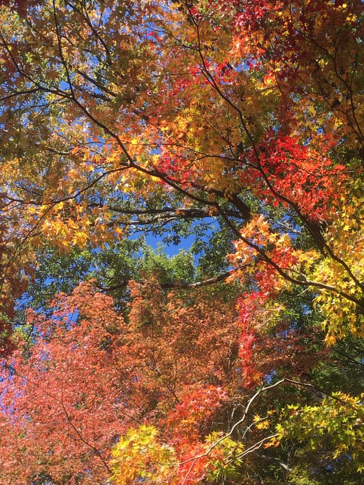神戸市立森林植物園 紅葉散策
