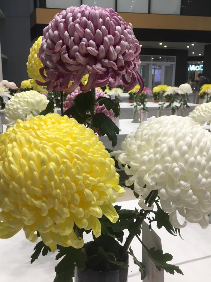 パピオス明石 大菊切花展