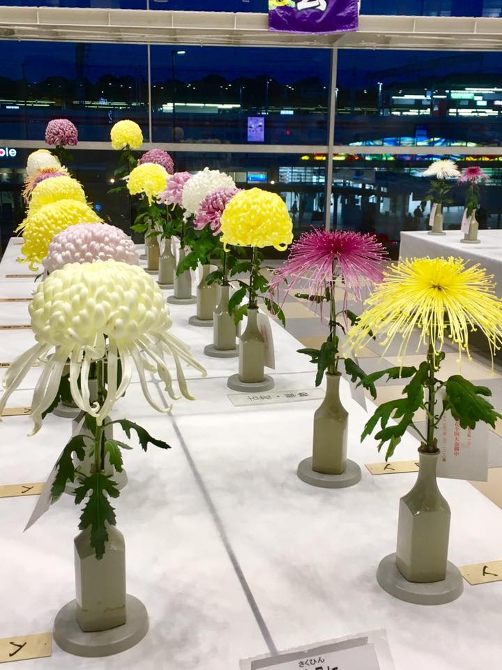 パピオス明石 大菊切花展