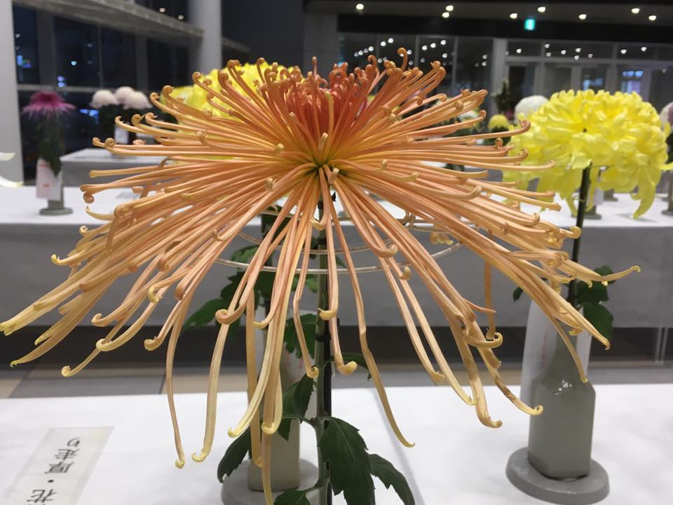 パピオス明石 大菊切花展