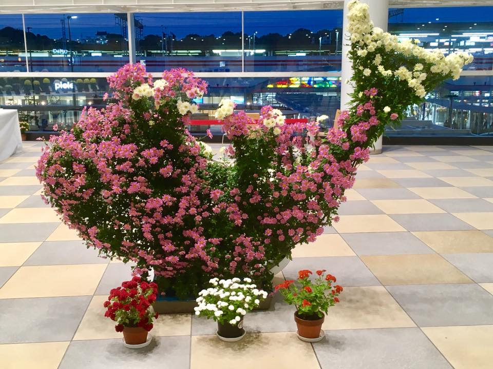 パピオス明石 大菊切花展