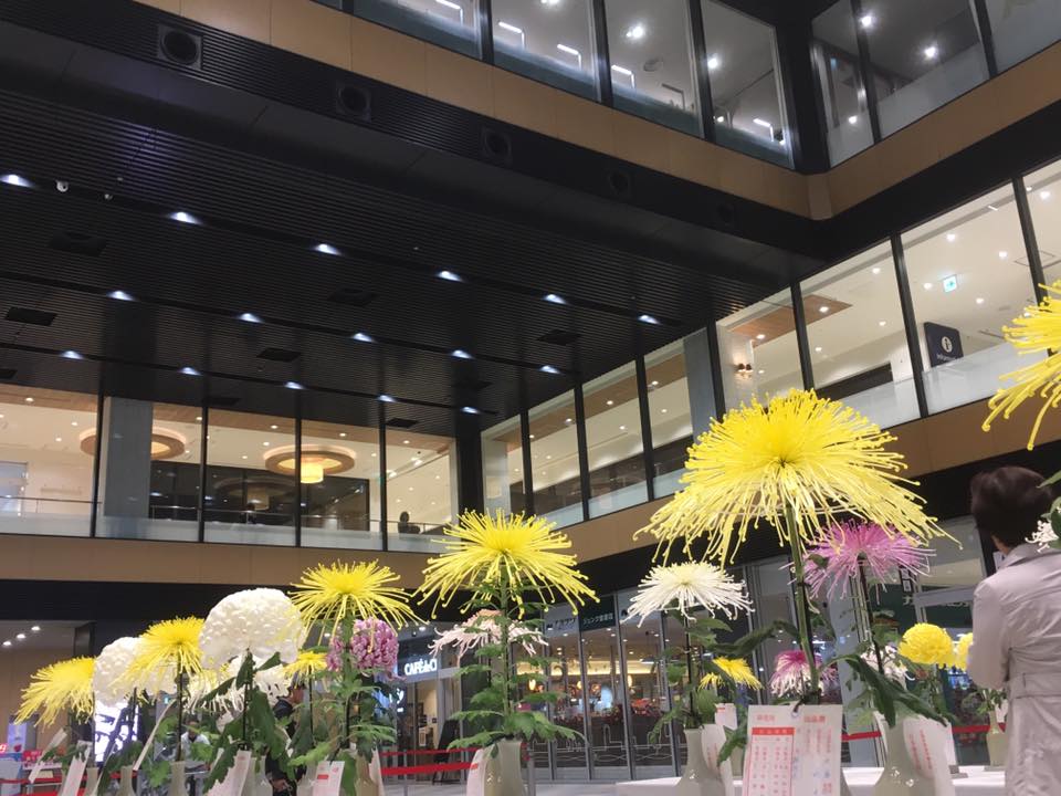 パピオス明石 大菊切花展