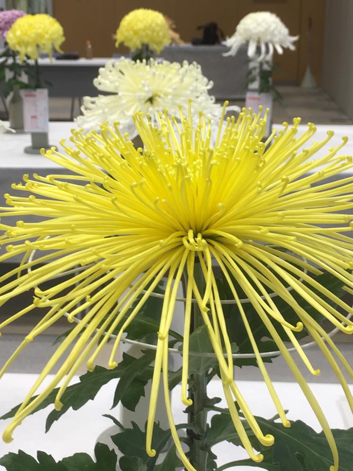 パピオス明石 大菊切花展