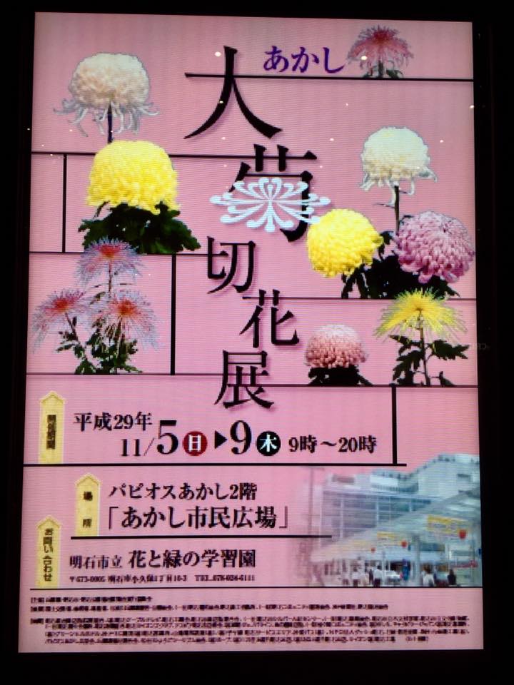 パピオス明石 大菊切花展