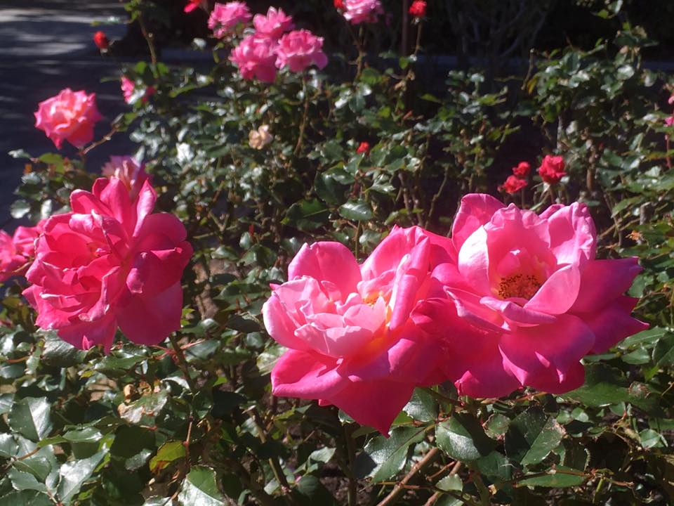 須磨離宮公園の薔薇