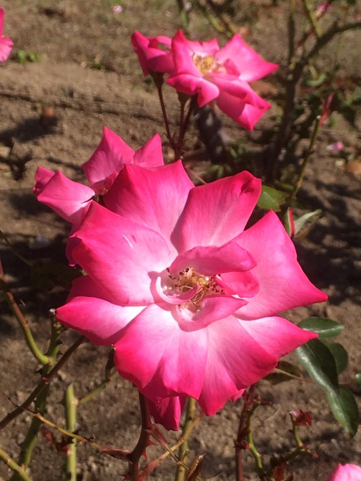 須磨離宮公園の薔薇