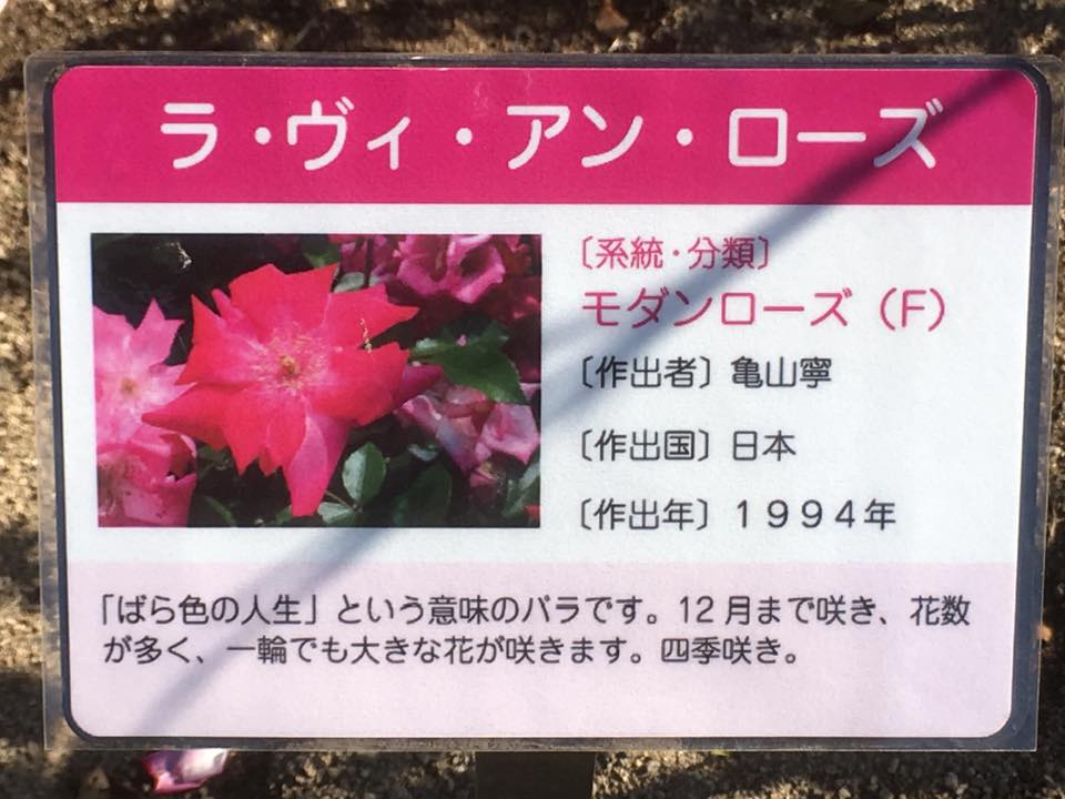 須磨離宮公園の薔薇