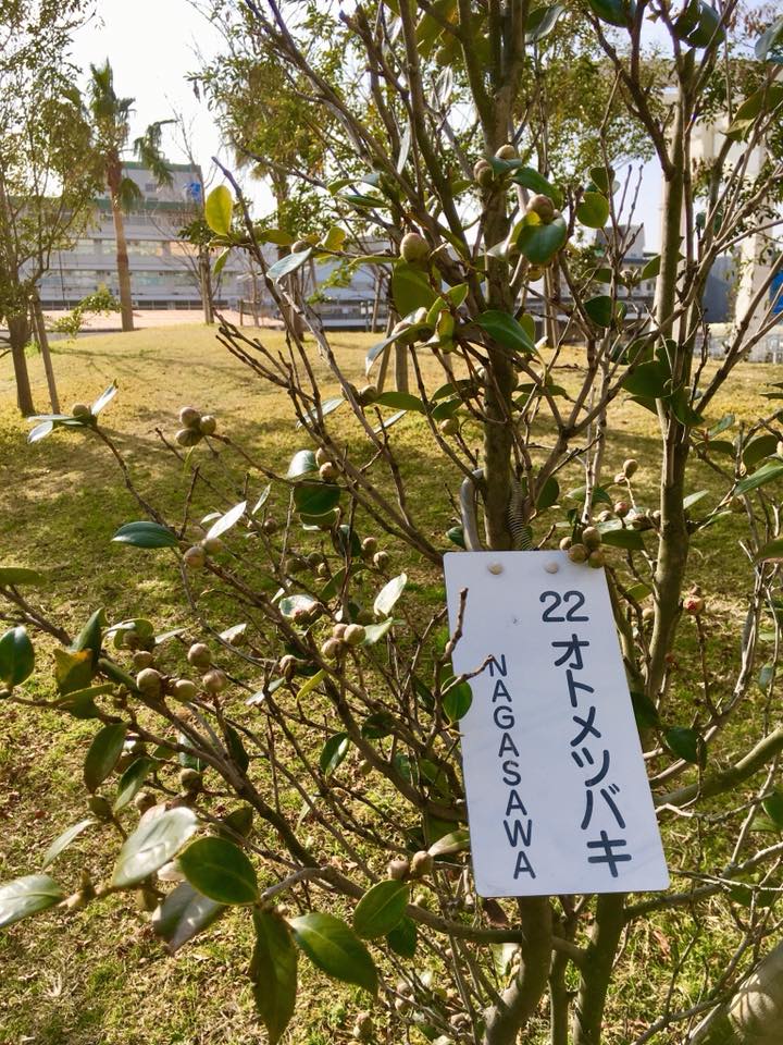 オトメツバキと神戸煉瓦倉庫