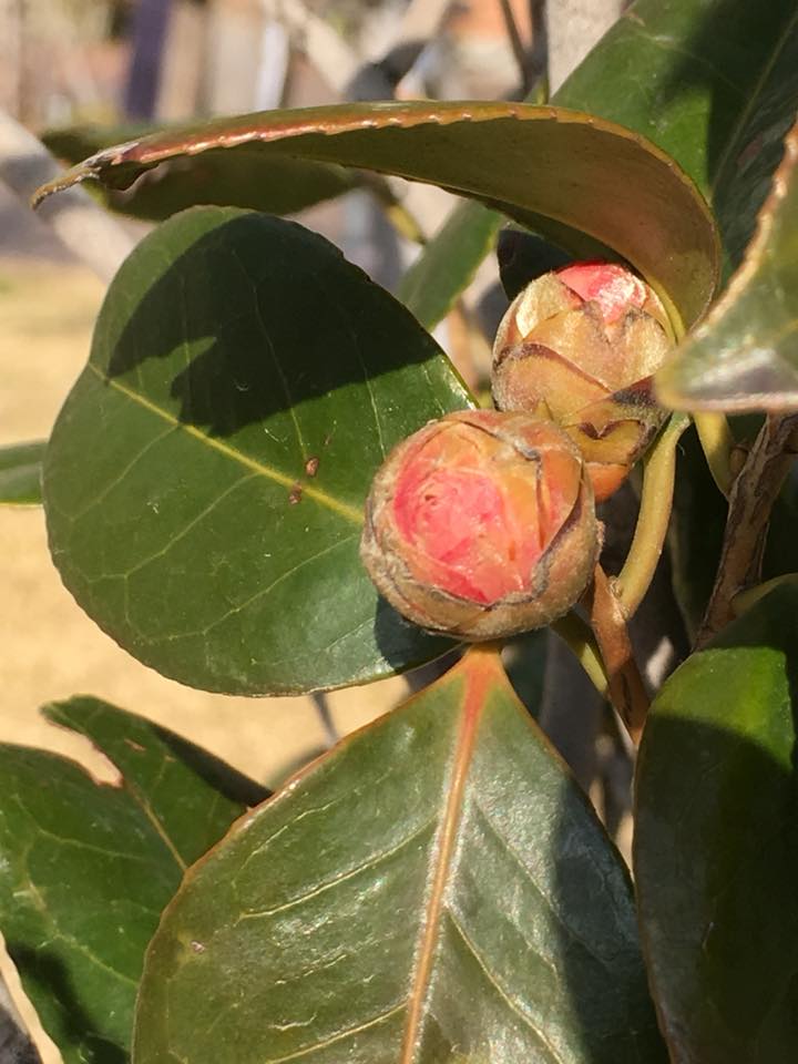 神戸煉瓦倉庫とオトメツバキ