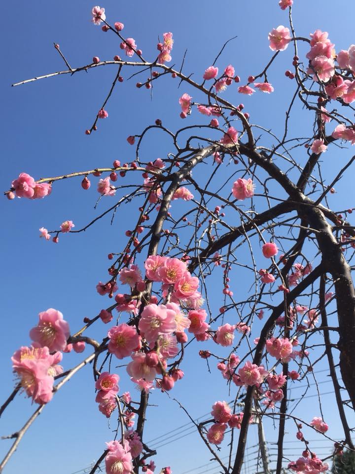 岡本公園とKobe INK物語