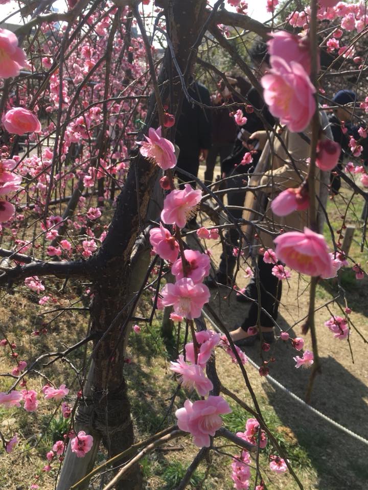岡本公園とKobe INK物語