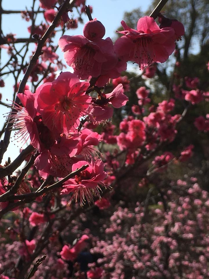 岡本公園とKobe INK物語