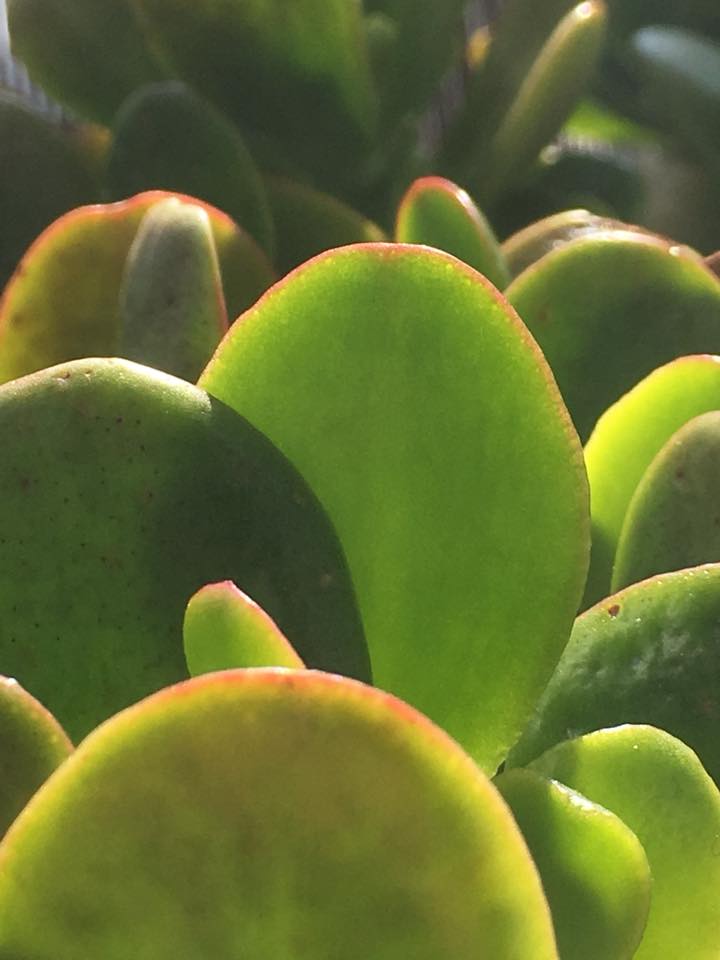 春爛漫、🌱出会える季節に