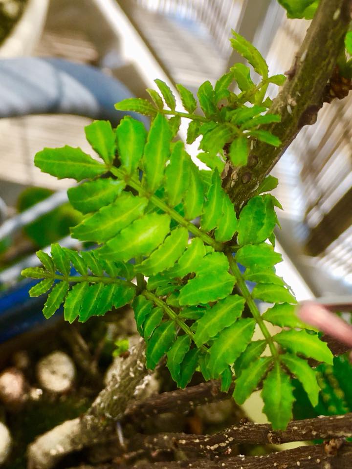 春爛漫、🌱出会える季節に