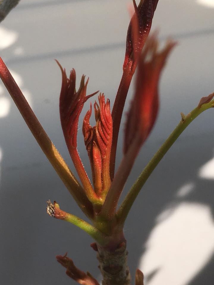 春爛漫、🌱出会える季節に