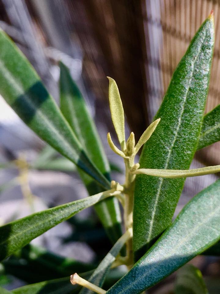 春爛漫、🌱出会える季節に