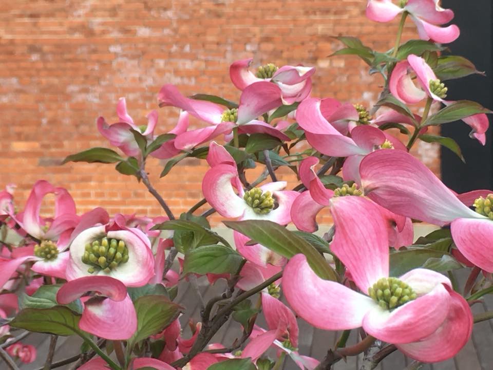 神戸煉瓦倉庫とハナミズキ