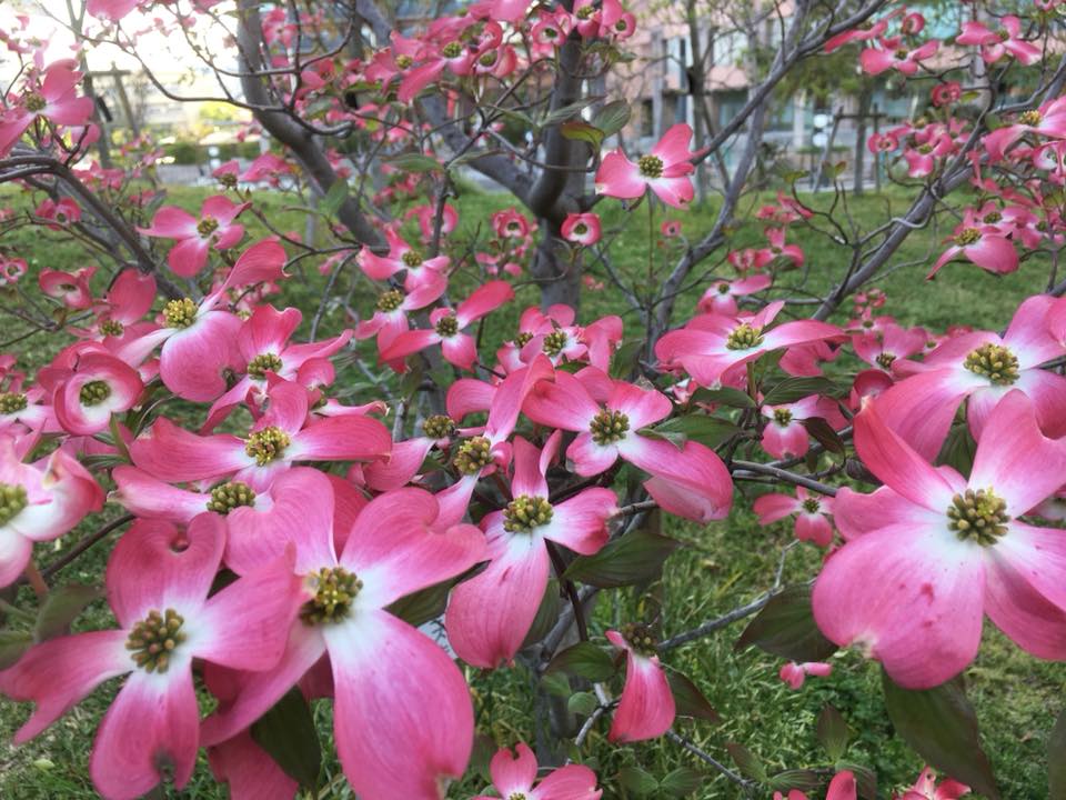 神戸煉瓦倉庫とハナミズキ