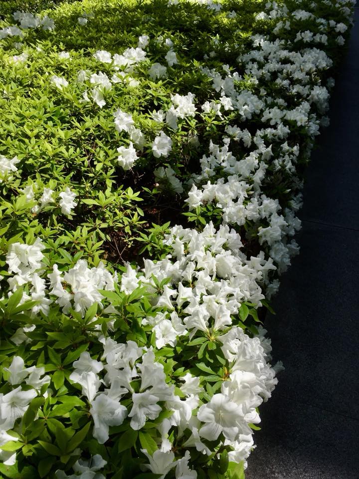 初夏の陽気、CHASKA茶屋町