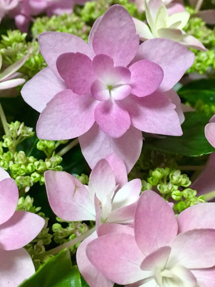 紫陽花・ダンスパーティー