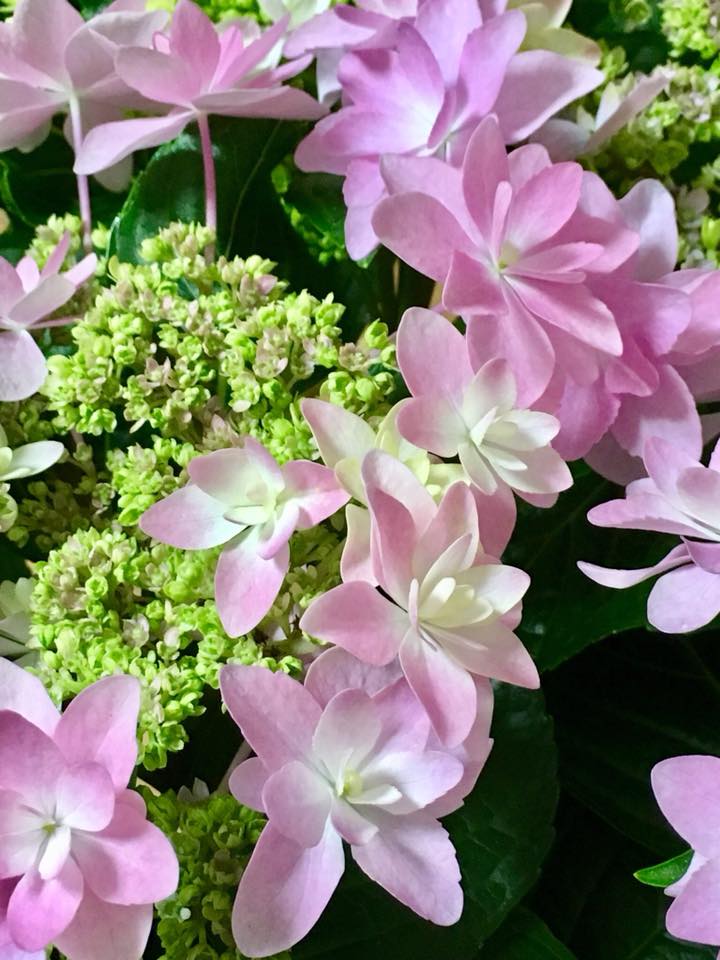 紫陽花・ダンスパーティー
