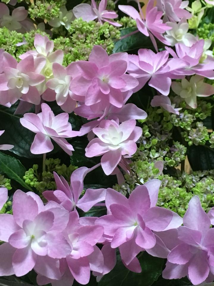 紫陽花・ダンスパーティー