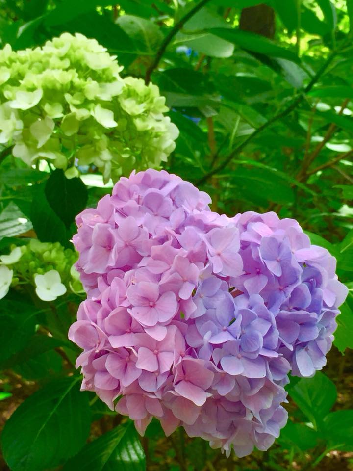 2018年の紫陽花色は⁈