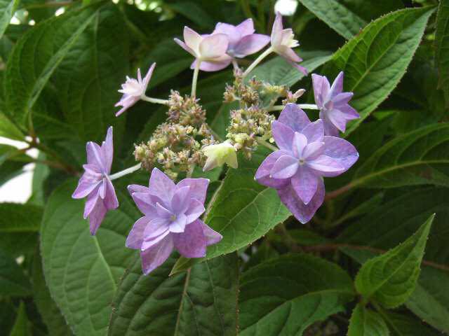 2018年の紫陽花色は⁈