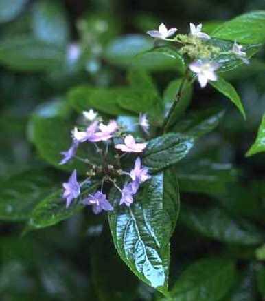 2018年の紫陽花色は⁈