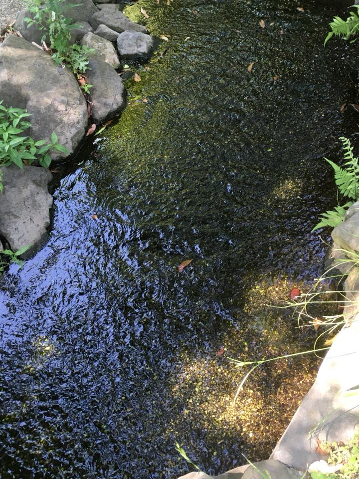 ビオトープ 神戸菊水公園へ