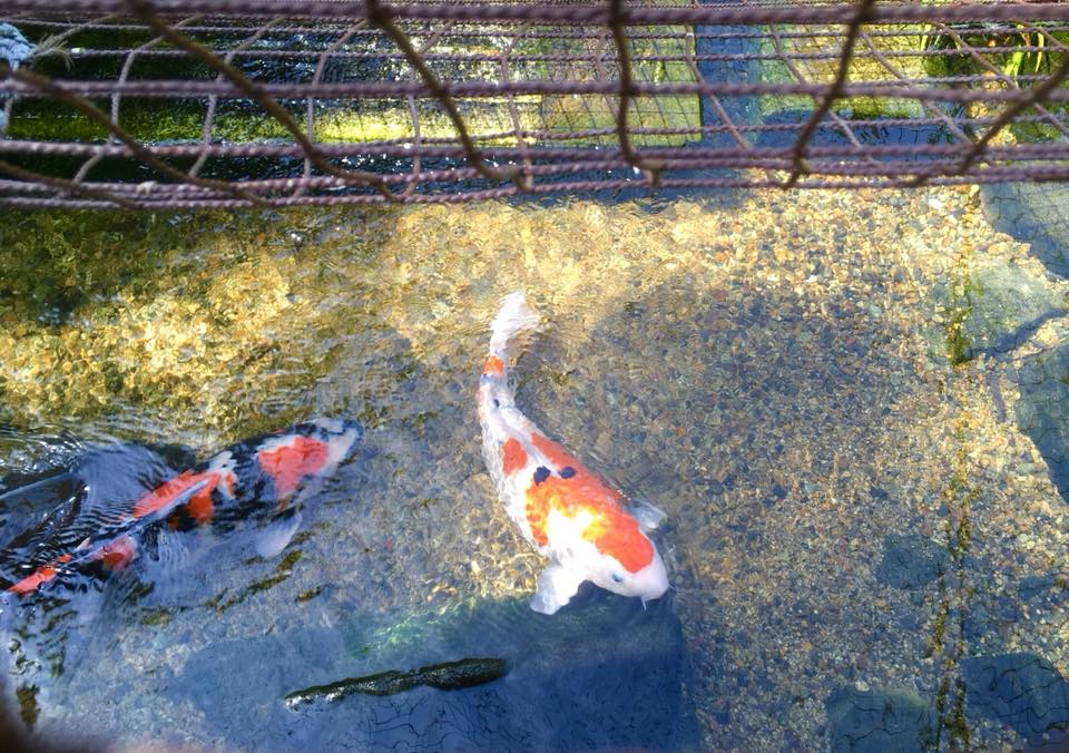 ビオトープ 神戸菊水公園へ