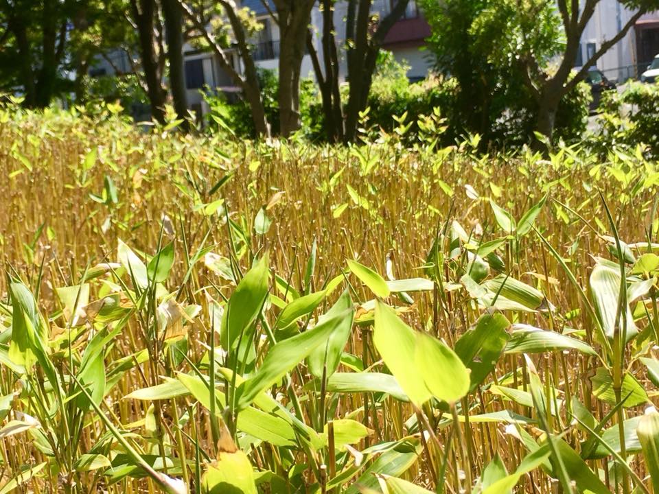 ビオトープ 神戸菊水公園へ