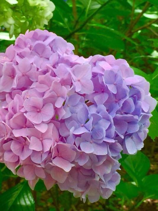 キップオリジナルペンケース 限定色 紫陽花 準備中