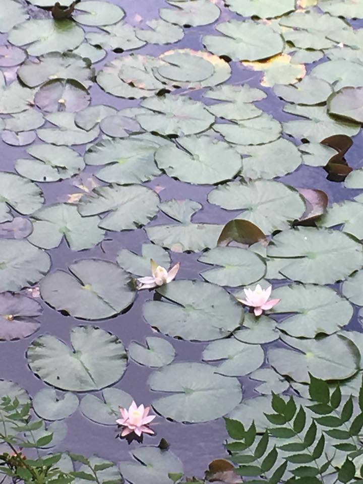 長谷池の睡蓮