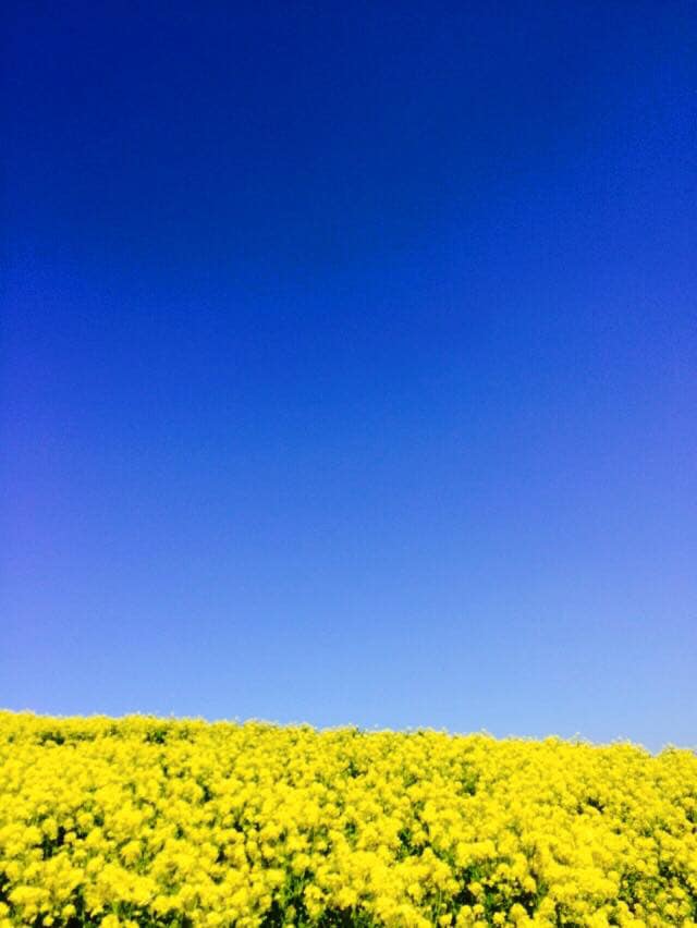 Canola flower ・菜の花デビュー