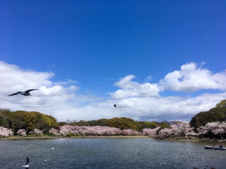 桜満開の明石公園