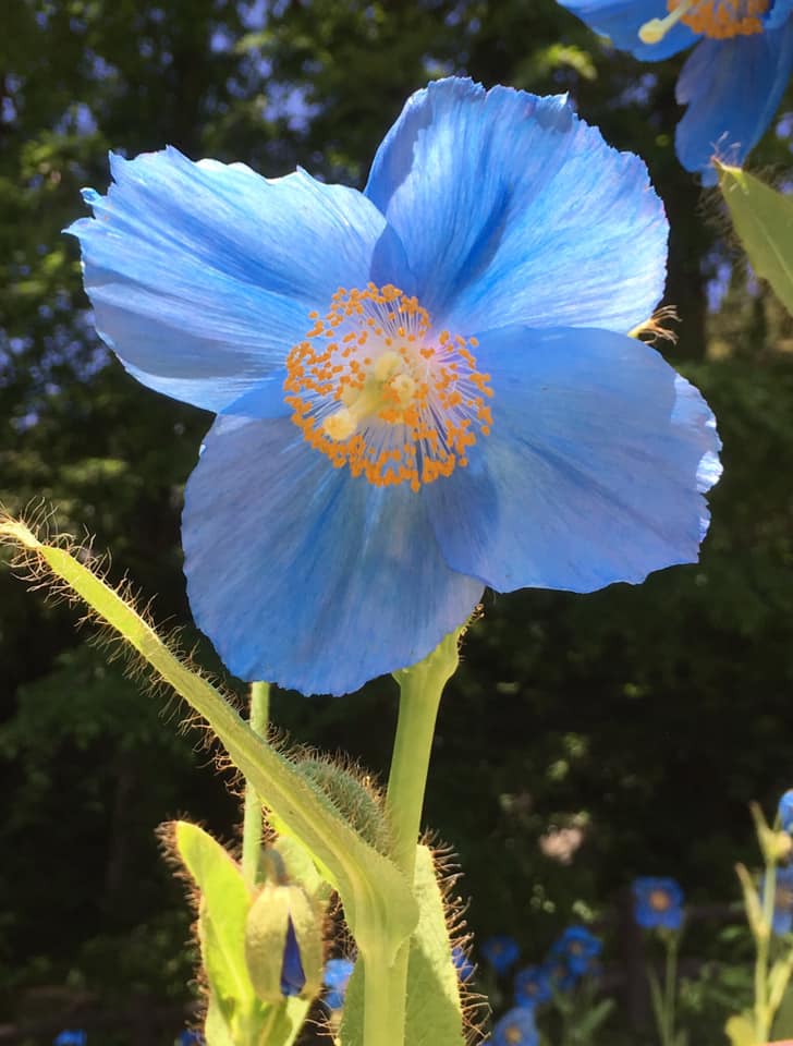 六甲高山植物園にて秘境の花