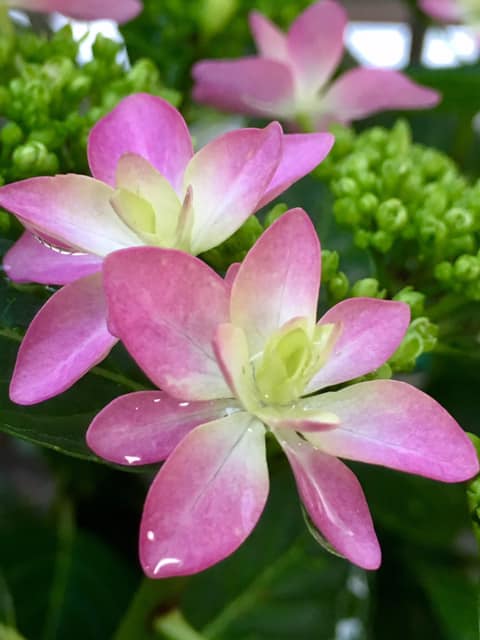 紫陽花 開花