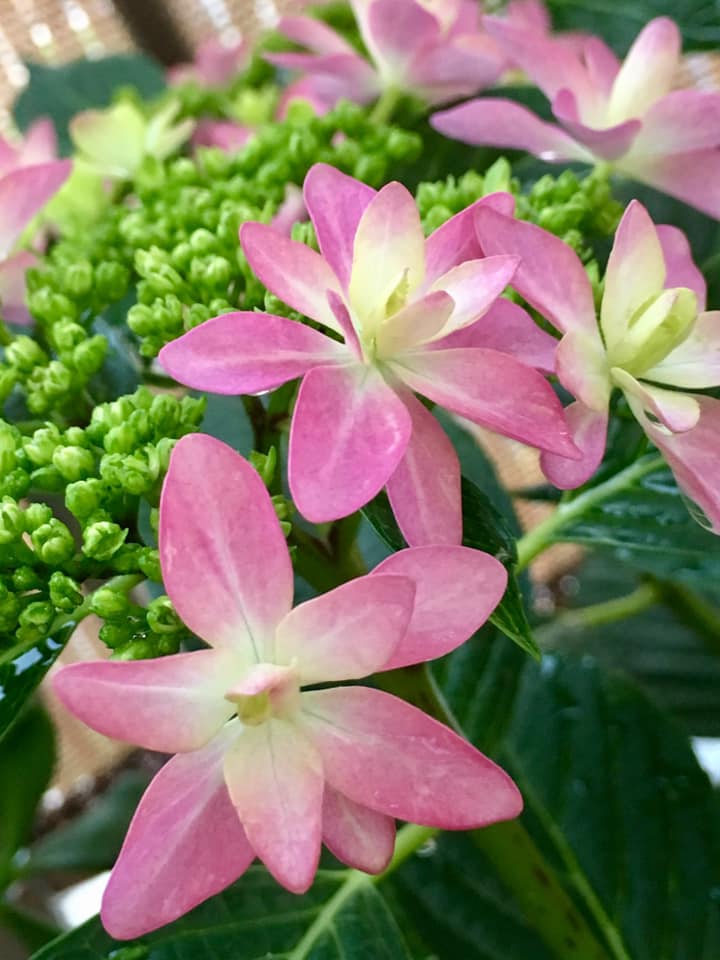 紫陽花 開花