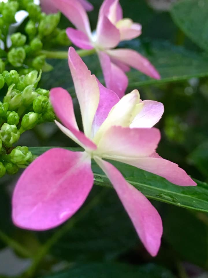 紫陽花 開花