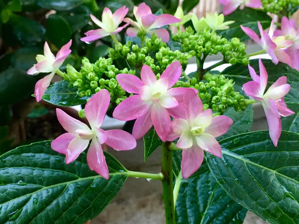 紫陽花 開花