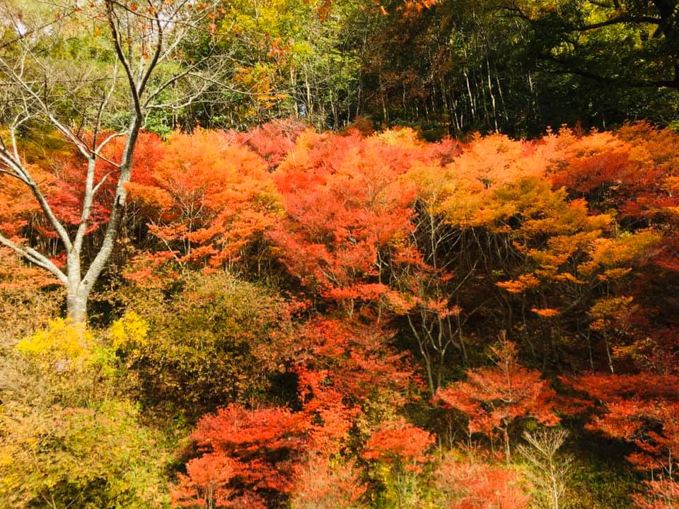 神戸森林植物園の魅力満喫