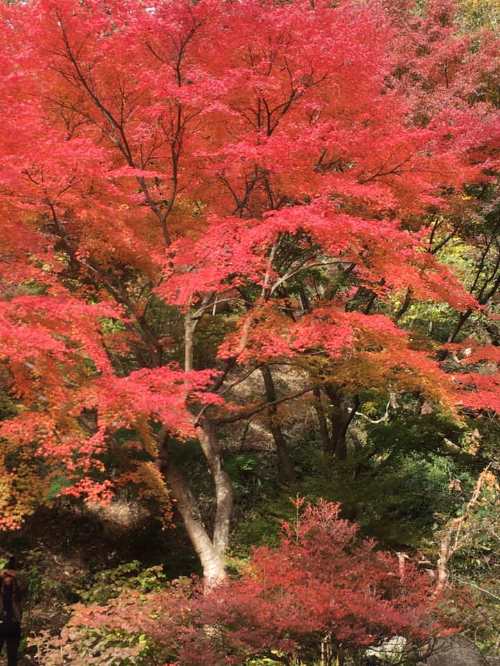 神戸森林植物園の魅力満喫