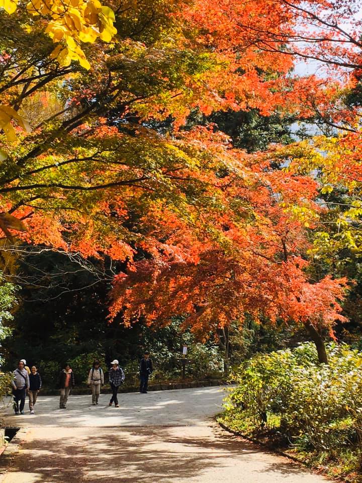 神戸森林植物園の魅力満喫