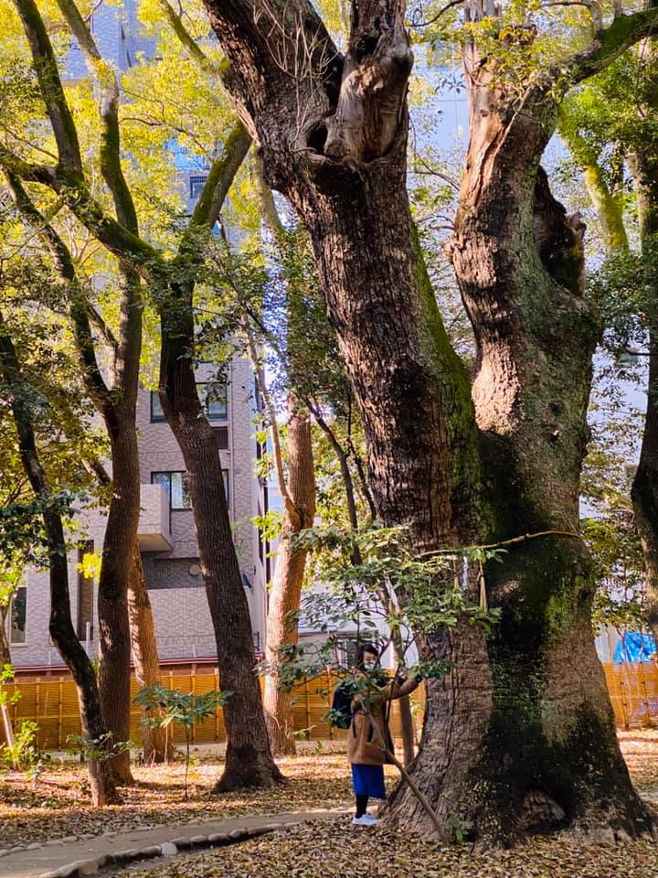 生田の森にて