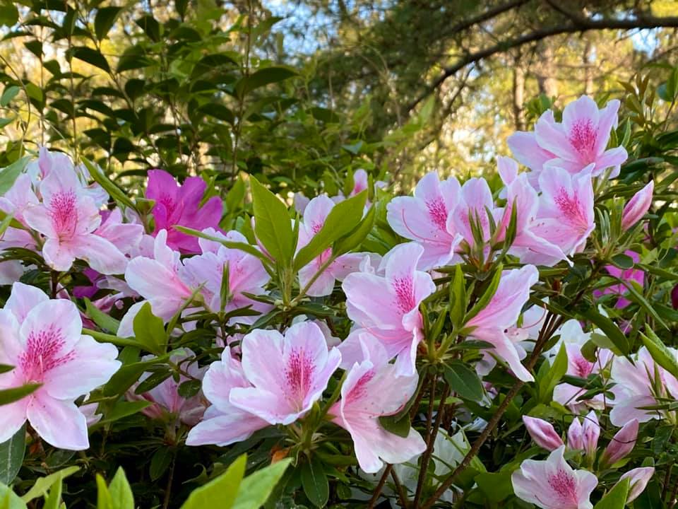 近隣の公園にて